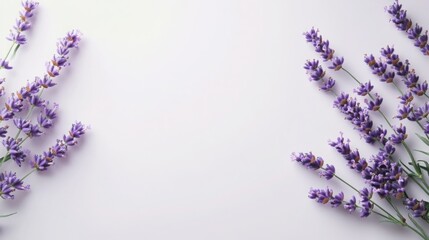 Blooming lavender sprigs whisper serenity framing a crisp clean space enhanced by soft diffused