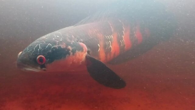Close-Up of Giant Snakehead Fish (Channa) Underwater in Aquarium
