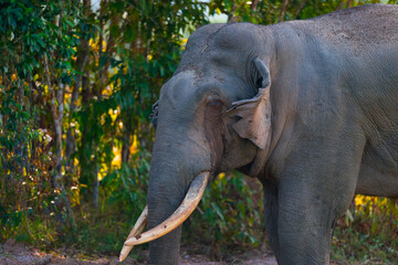 Fototapeta premium Elephants are large mammals and are the largest land animals. Wild elephants eat plants. They are big, have a small head, big legs, and have a trunk that reaches to the ground. That trunk is the nose.