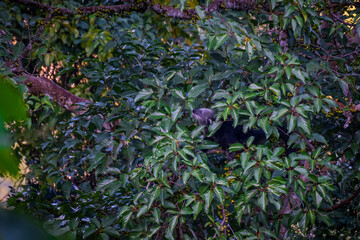 Binturong (Bear Cat) It belongs to the civet family. It has a large head, gray fur on the face,...