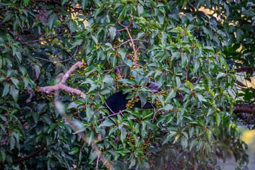 Binturong (Bear Cat) It belongs to the civet family. It has a large head, gray fur on the face,...