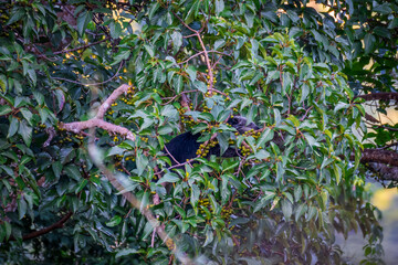 Binturong (Bear Cat) It belongs to the civet family. It has a large head, gray fur on the face,...