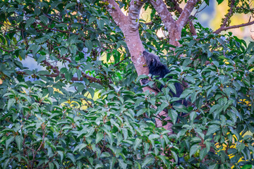 Binturong (Bear Cat) It belongs to the civet family. It has a large head, gray fur on the face,...