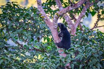 Binturong (Bear Cat) It belongs to the civet family. It has a large head, gray fur on the face,...