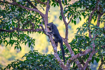 Binturong (Bear Cat) It belongs to the civet family. It has a large head, gray fur on the face, small round ears, a long body, and rough, black fur.