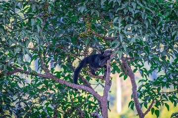 Binturong (Bear Cat) It belongs to the civet family. It has a large head, gray fur on the face, small round ears, a long body, and rough, black fur.