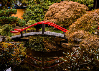Serene red bridge over tranquil pond in lush garden setting during early morning light in peaceful...