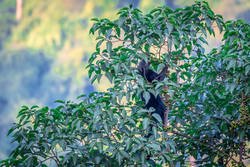 Binturong (Bear Cat) It belongs to the civet family. It has a large head, gray fur on the face,...