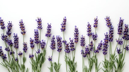Naklejka premium The soothing aroma of fresh lavender flowers in a calming display against a pristine white backdrop