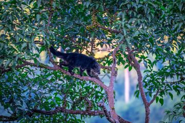 Binturong (Bear Cat) It belongs to the civet family. It has a large head, gray fur on the face,...