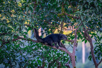 Binturong (Bear Cat) It belongs to the civet family. It has a large head, gray fur on the face,...