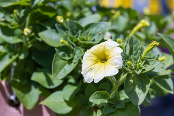 A delicate petunia blending white and yellow hues, spotted in a sunny outdoor garden. Warm sunshine 