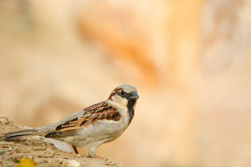 sparrow on the ground