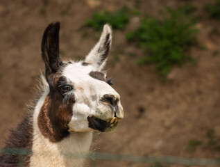 close up of a white alpaca