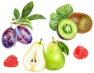 Watercolor Realistic Plum, Pear, Kiwi and Raspberry Illustration