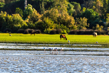 Flamingos feed in a marsh with wild horses grazing in the background in Doñana National Park in...