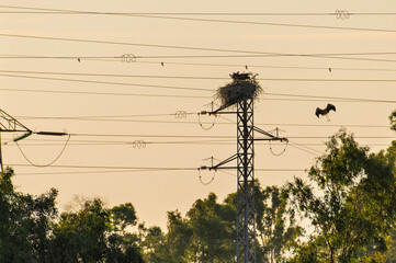 A stork flies towards its nest on top of a transmission power at sunset in Doñana National Park.