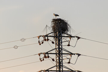 A stork stands with its chicks in its nest on top of a transmission power at sunset in Doñana National Park.