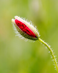 Poppy ready to unfold