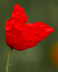 red poppy flower