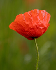 red poppy in the field