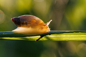 snail on a leaf