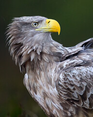 Eagle close-up portrait in the forest
