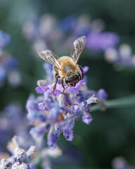 bee on flower