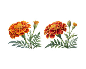Marigold Flowers Detailed Illustration of Blooming Tagetes . bouquet of flowers isolated on transparent background.