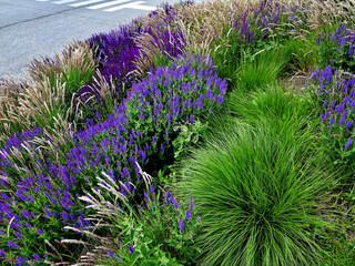 Blue and purple sages bloom along the road. In the hot urban climate, they thrive and bloom in...