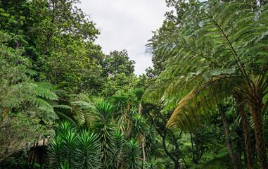 Semi tropical vegetation including palm trees