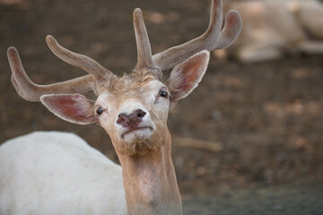 Close up shot Albino Deer with Velvet Antlers, White Deer in Kanchanaburi open zoo,Thailand