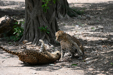 Two Leopards in the Wild, Big Cats: Leopard Pair at Rest, Leopard Playing with Companion Under...
