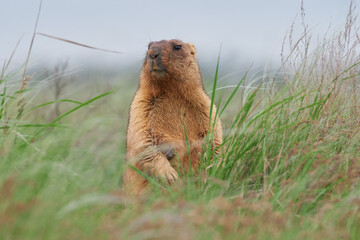 A steppe marmot stands in the grass
