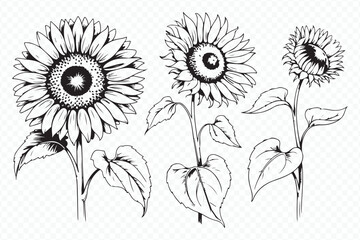 Fototapeta premium detailed sunflower sketches depicting developmental phases: bud, half-open, flowering, mature seed head vector