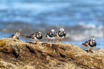 Vuelvepiedras, Turnstone