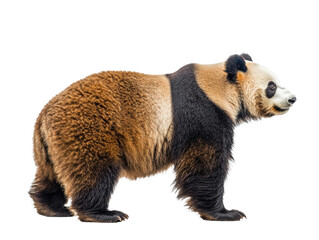 Realistic panda bear walking with detailed fur texture isolated on transparent background