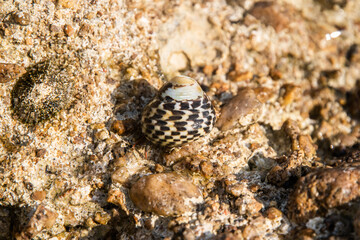 A small Monodonta labio lipped periwinkle toothed top shell sea snail with a patterned shell on a...
