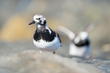 Vuelvepiedras, Turnstone