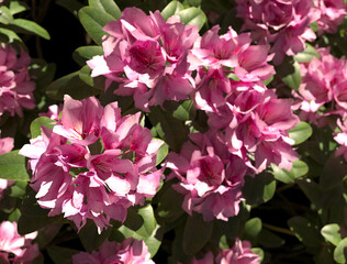 close-up photo of blooming rhododendron