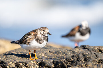 Vuelvepiedras, Turnstone