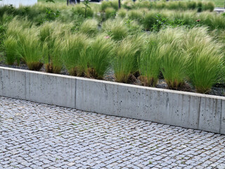 stipa capilata in flowerbed mulch gravel with concrete raised edge of cubes 6cm in rows pavement...