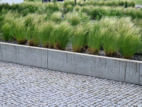 stipa capilata in flowerbed mulch gravel with concrete raised edge of cubes 6cm in rows pavement surface gray granite background tiles