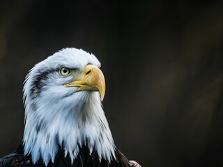 Obraz premium Close-Up Portrait of a Bald Eagle With a Dark Background