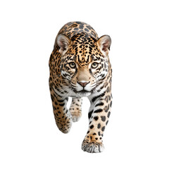 Majestic Leopard Running Gracefully Through Natural Habitat
