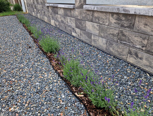 along the sidewalk with a concrete gutter of water grow in the flowerbed of yellow flowers. Mulch...