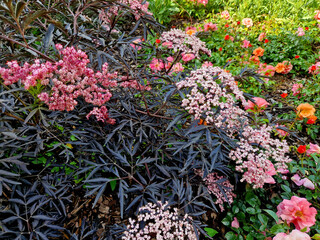 forms a dense spherical shrub. This cultivar has deeply cut leaves like the maples, which sprout...