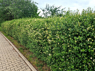 fence green hedge trimmed in the garden yard lawn trees in row alley evergreen edge round