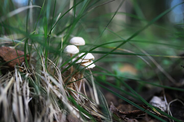 Close-Up of White Mushrooms Growing Among Tall Grasses in a Forest Setting
