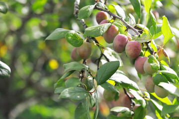 Ripe Plums on Tree Branches in Sunlight - Organic Fruit Harvest